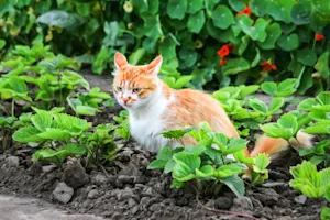 What do felines love to plant in a garden? image