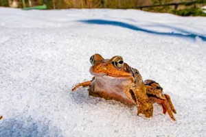 What do frogs drink in the winter? image