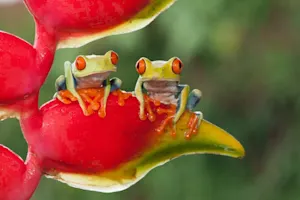 What do frogs order when they get BBQ? image