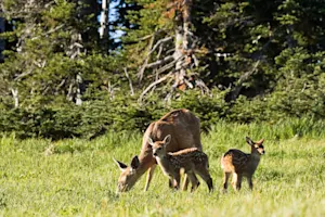 What do grandmother deer do to their grandchildren? image