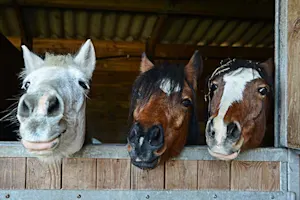 What do horses say to greet each other? image
