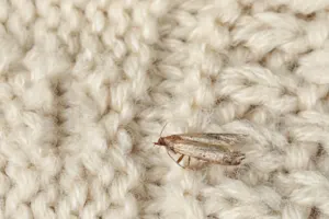 What do insects make all their clothes out of? image