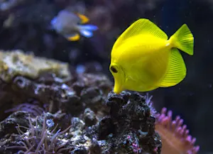 What do little fish love to play with? image