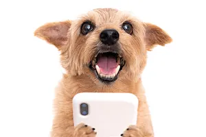 What do my dog and my cellphone have in common? image
