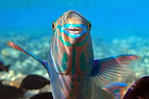 What do naked fish play with? image