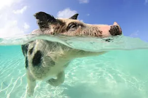 What do pigs do over the summer? image