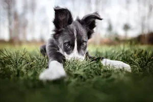What do puppies use to take their lunch to school? image