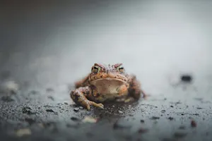 What do Scottish toads play? image