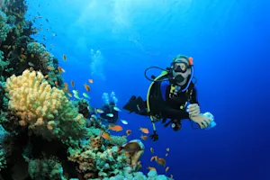 What do scuba divers wear to bed? image