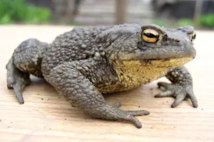 What do you call a 100-year-old frog? image