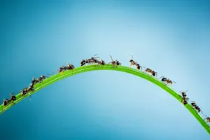 What do you call a 100-year-old ant? image