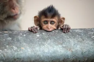 What do you call a baby monkey? image