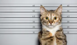 What do you call a cat that's in trouble with the police? image