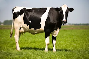 What do you call a cow that can't moo? image