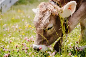 What do you call a cow that eats your grass? image