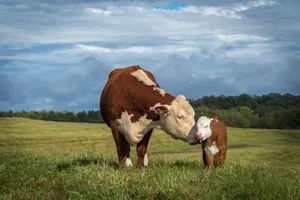 What do you call a cow that just had a baby? image