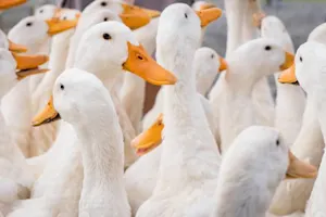 What do you call a crate of ducks? image