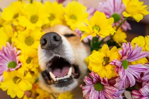 What do you call a dog with spring allergies? image