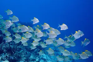 What do you call a fish on a hot day? image