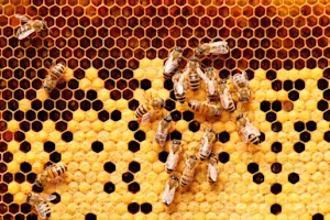 What do you call a fly that enters a beehive? image