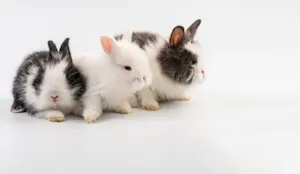 What do you call a group of bunnies hopping backwards? image
