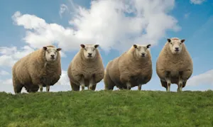 What do you call a group of four singing sheep? image