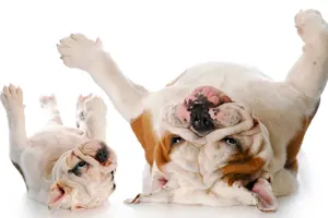 What do you call a group of itchy dogs who howl together? image