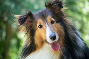 What do you call a happy Lassie? image