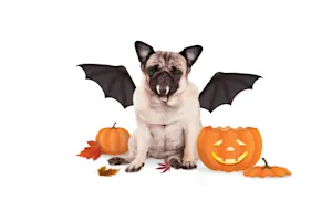 What do you call a K9 who gets lost on Halloween? image