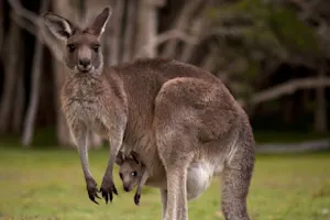 What do you call a kangaroo's lazy joey? image