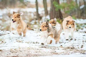 What do you call a litter of young dogs who have come in from the snow? image