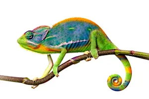 What do you call a magical reptile? image