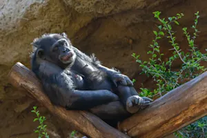 What do you call a monkey who spends a day at the tanning bed? image