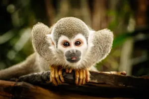 What do you call a monkey who's a whiz at technology? image