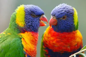 What do you call a parrot making fun of you? image