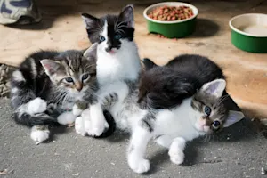 What do you call a pile of cats? image