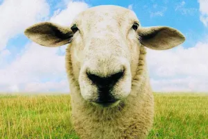 What Do You Call a Sheep Covered in Chocolate? image