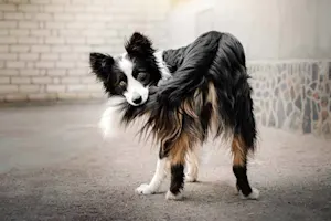What do you call a sheepdog's tail that can tell tall stories? image