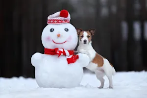 What do you call a snowman's dog? image