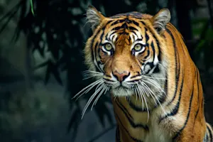 What do you call a tiger running a copy machine? image