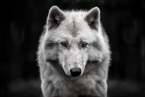 What do you call a wolf that gets lost? image
