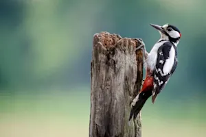 What do you call a woodpecker without a beak? image