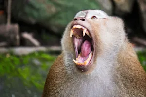 What do you call an angry monkey? image