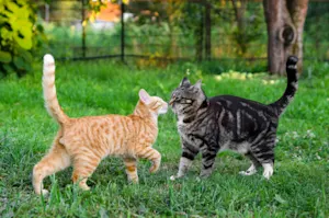 What do you call an argument where two cats are too proud to concede? image