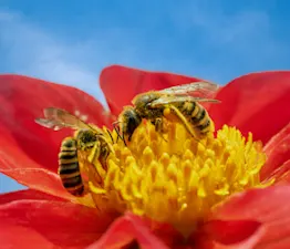 What do you call bees that are best friends? image