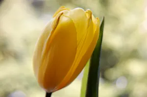 What do you call it when spring gets sad? image