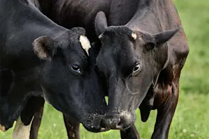 What do you call it when two male cows argue? image