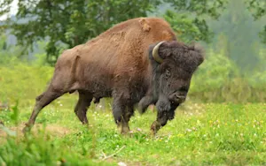 What do you call lending money to a bison? image