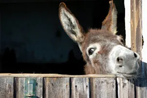 What do you call the donkey with 3 legs? image