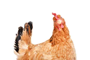 What do you call the hen that regularly counts her eggs? image